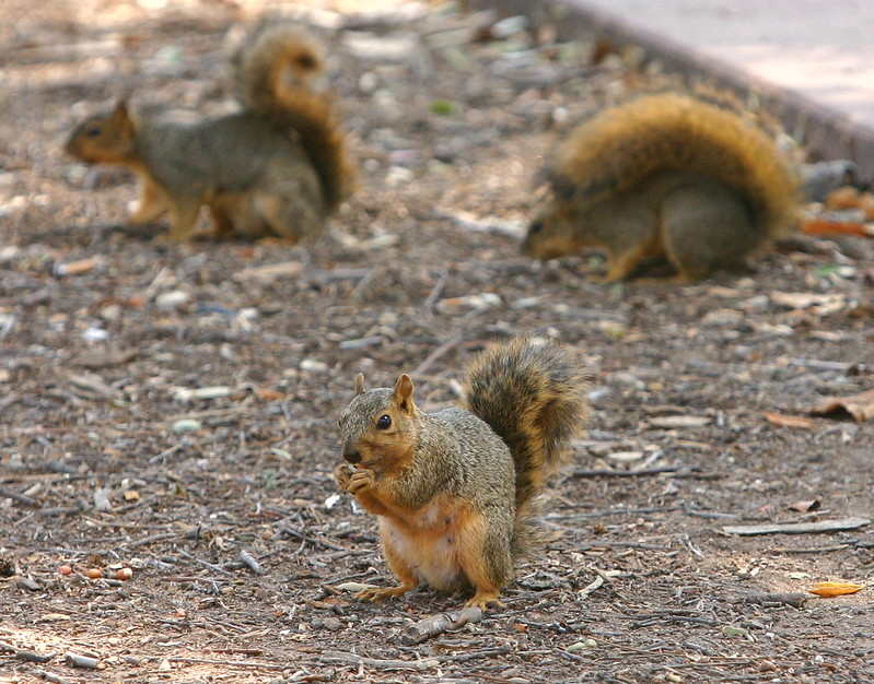 Squirrel log (nut) collectors